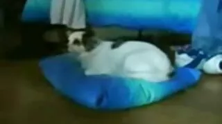 ჯგუფი ლესბო მარტო გოგონები.